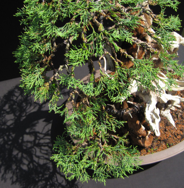 juniper wiring